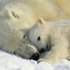 1-605-Polar-Bears-NG Фотообои Komar National Geographic x