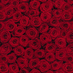 4-077-Roses Фотообои Komar Into Illusions Edition 1 x
