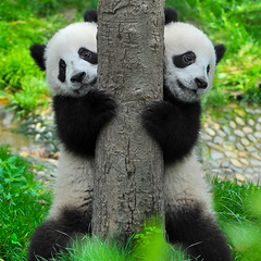 Фотообои с пандами на стену - купить в интернет-магазине "Oboi-Store"