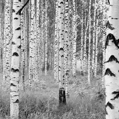 XXL4-023-Woods Фотообои Komar Into Illusions Edition 2 x